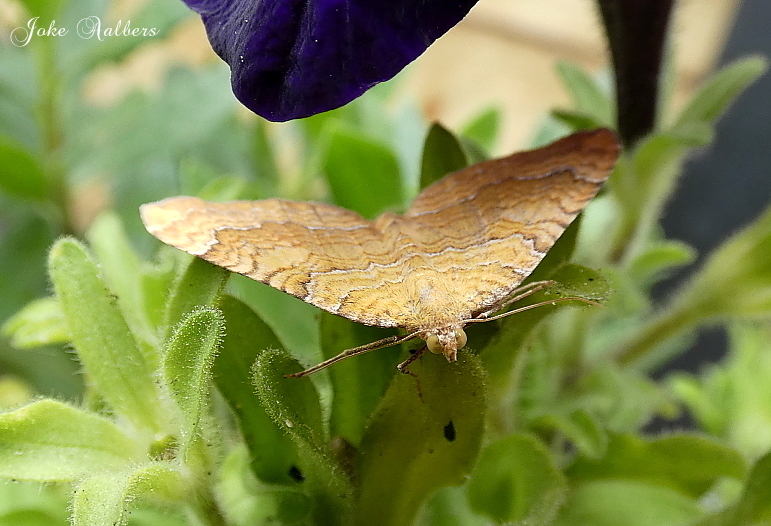 Wat is dit voor vlindertje.